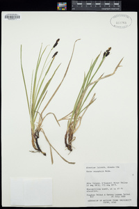 Carex nesophila image