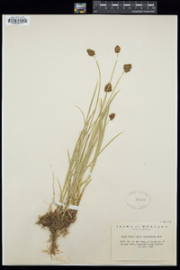 Carex neurophora image