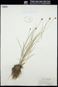 Carex neurophora image