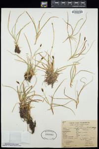 Carex nigricans image