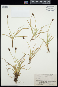 Carex nigricans image