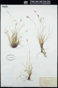 Carex novae-angliae image