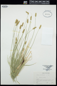 Carex occidentalis image