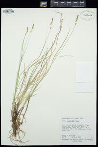 Carex occidentalis image