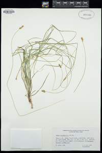 Carex occidentalis image