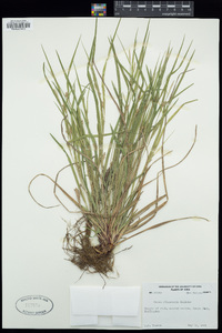 Carex oligocarpa image