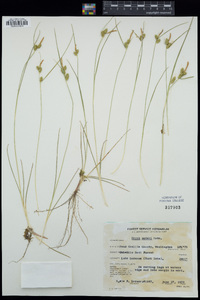 Carex oederi image