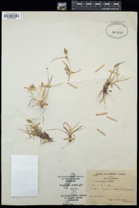 Carex oederi image