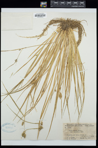 Carex oederi image