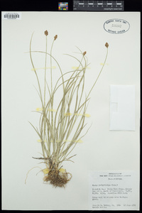 Carex pachystachya image