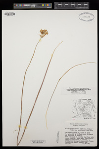 Dichelostemma capitatum image