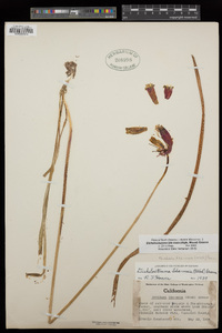 Dichelostemma ida-maia image