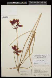 Dichelostemma ida-maia image