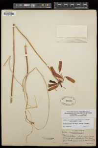 Dichelostemma ida-maia image