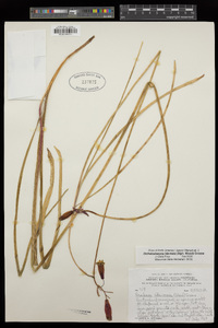 Dichelostemma ida-maia image