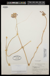 Dichelostemma volubile image