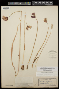 Dichelostemma capitatum subsp. capitatum image