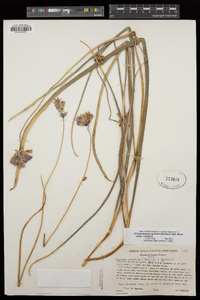 Dichelostemma capitatum image