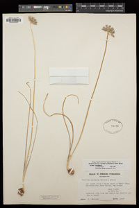 Dichelostemma capitatum image