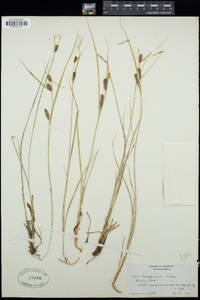 Carex lanuginosa image