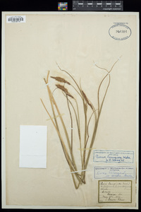 Carex lasiocarpa image