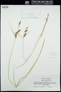 Carex lasiocarpa image