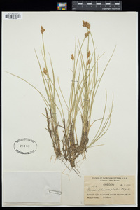 Carex phaeocephala image