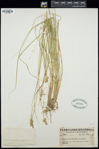 Carex echinata image