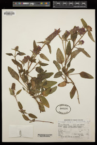 Prunella vulgaris image