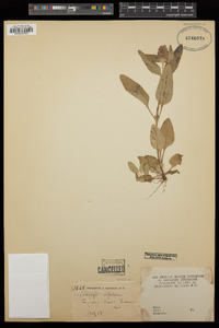 Prunella vulgaris image