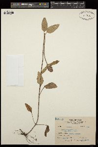 Prunella vulgaris image