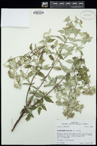 Pycnanthemum albescens image