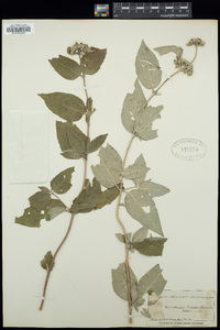 Pycnanthemum incanum image