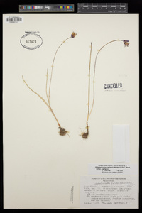 Dichelostemma capitatum image