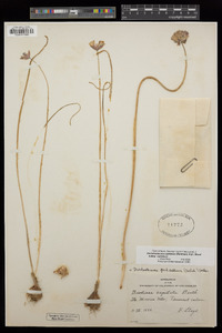 Dichelostemma capitatum subsp. capitatum image