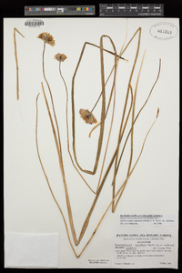 Dichelostemma capitatum subsp. capitatum image