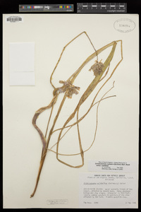 Dichelostemma capitatum image