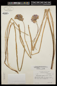 Dichelostemma capitatum subsp. capitatum image