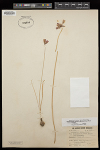 Dichelostemma capitatum subsp. capitatum image