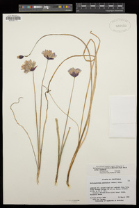 Dichelostemma capitatum subsp. capitatum image