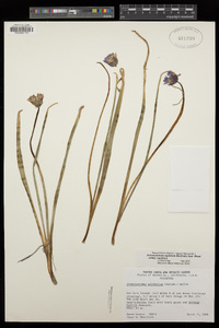 Dichelostemma capitatum subsp. capitatum image