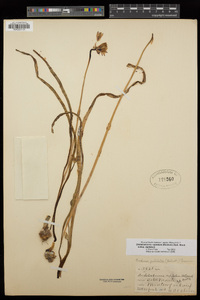 Dichelostemma capitatum image