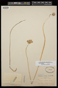 Dichelostemma capitatum image