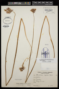 Dichelostemma capitatum subsp. capitatum image