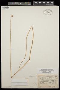 Dichelostemma capitatum image