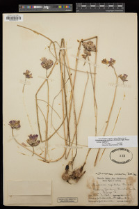 Dichelostemma capitatum subsp. capitatum image