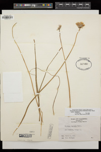 Dichelostemma capitatum subsp. capitatum image