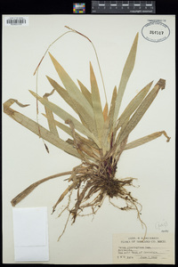 Carex plantaginea image