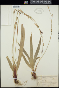 Carex plantaginea image