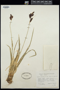 Carex podocarpa image